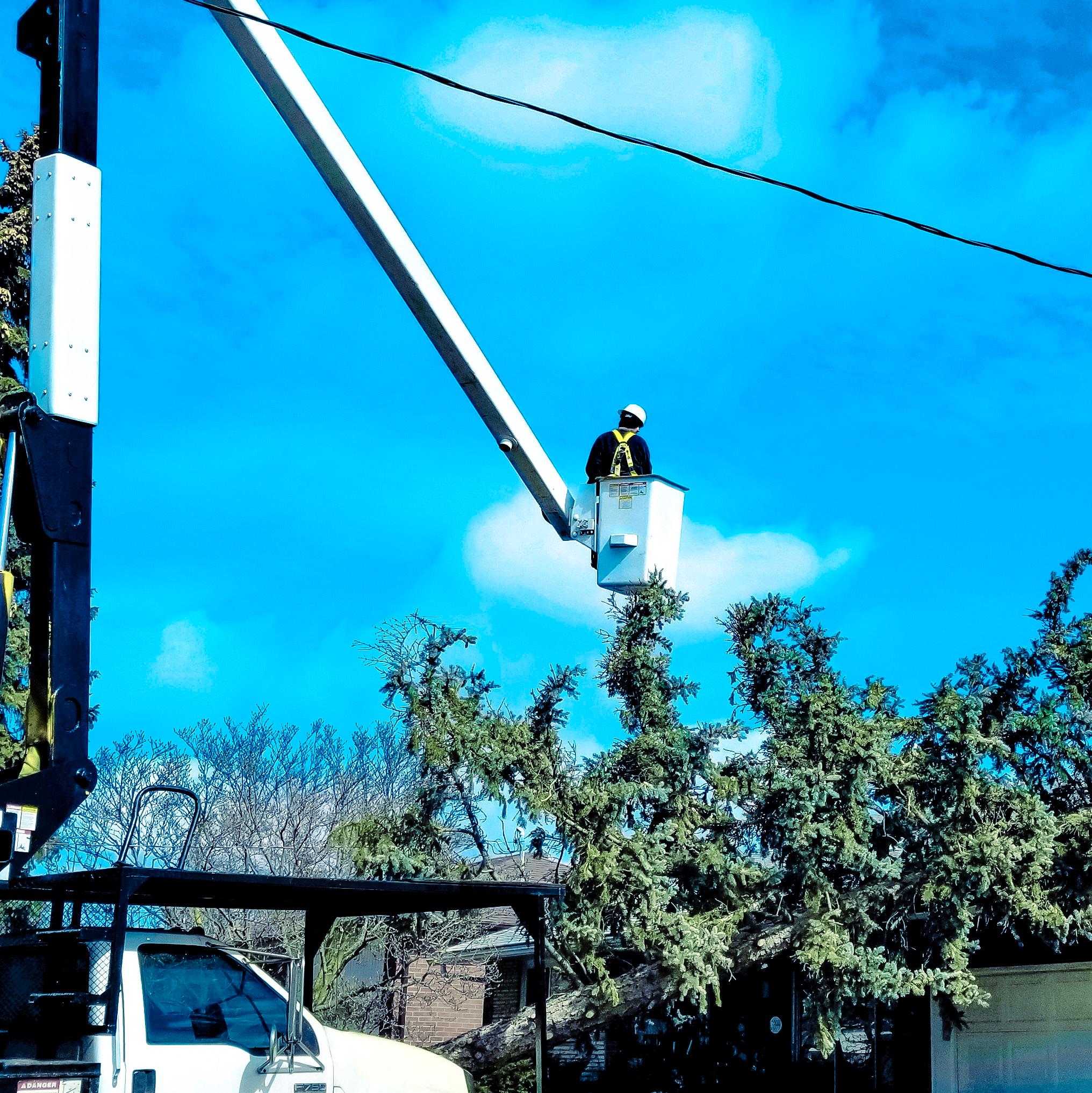 Un arboriste professionnel effectuant des travaux d’émondage à l’aide d’une nacelle élévatrice pour une coupe sécurisée des branches.