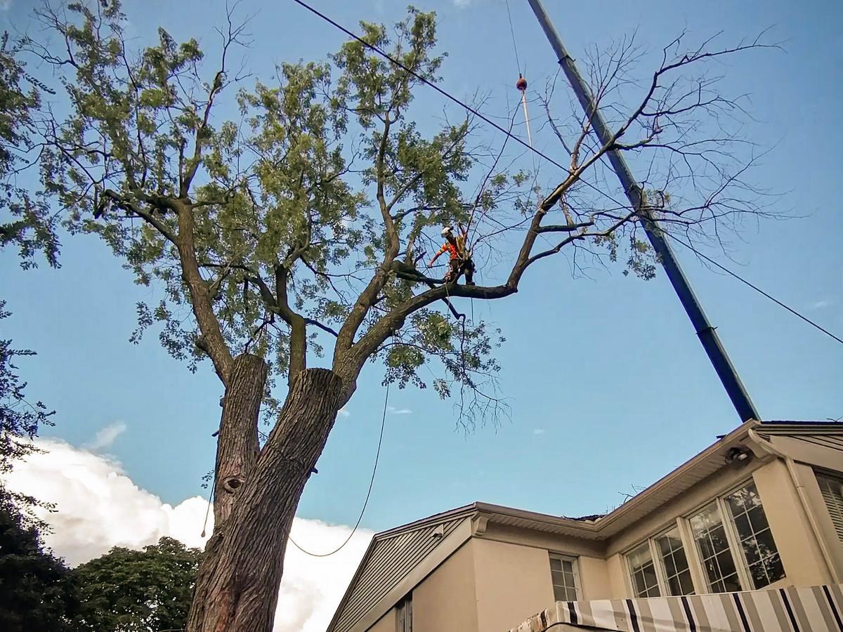 Élagage d'un grand arbre à l'aide d'une grue pour assurer la sécurité dans une résidence privée.